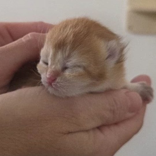A Des Farfadets Ecossais Femelle British Shorthair