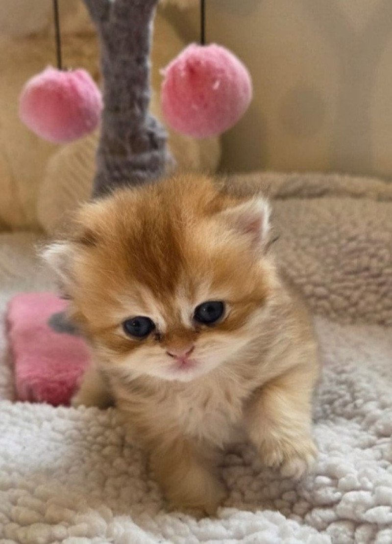 A Des Farfadets Ecossais Femelle British Longhair