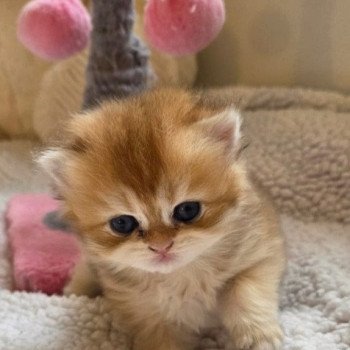 chaton British Longhair black golden shell A Chatterie des Farfadets Ecossais