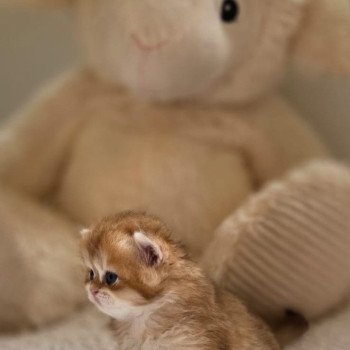 chaton British Longhair black golden shell A Chatterie des Farfadets Ecossais