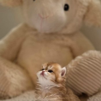 chaton British Longhair black golden shell A Chatterie des Farfadets Ecossais