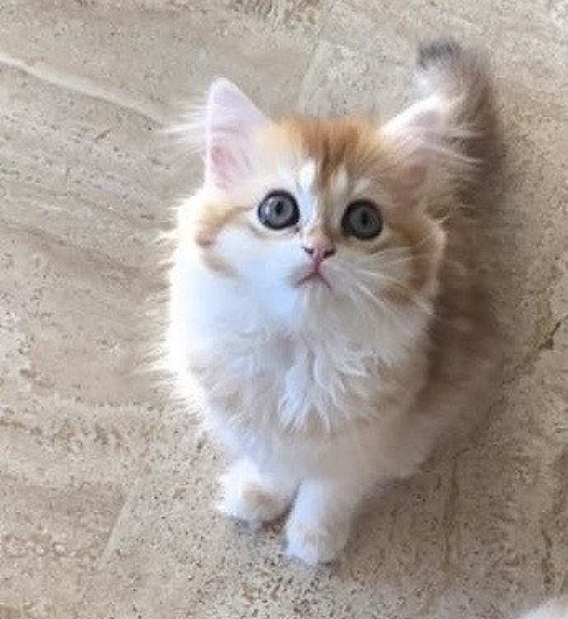 Ambre Des Farfadets Ecossais Femelle British Longhair