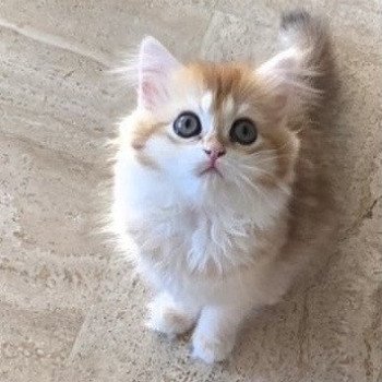 chaton British Longhair black golden shell Ambre Chatterie des Farfadets Ecossais