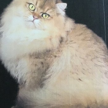 Sugar Baby Love Mâle British Longhair