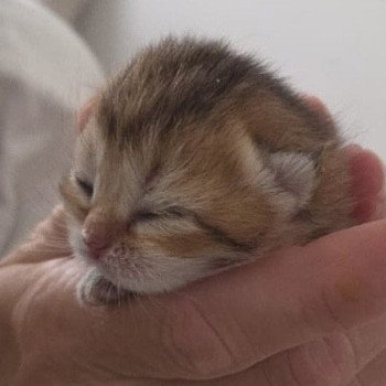 chaton British Shorthair black golden shaded A Chatterie des Farfadets Ecossais