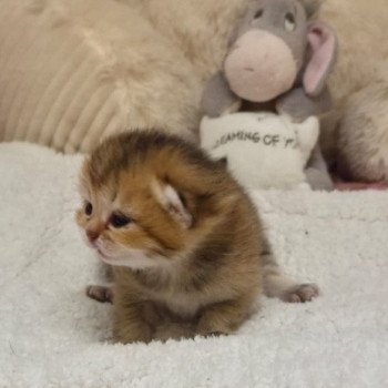 chaton British Shorthair black golden shaded A Chatterie des Farfadets Ecossais