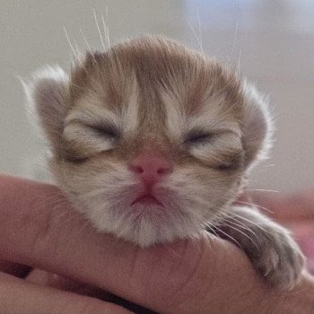 chaton British Shorthair black golden shell A Chatterie des Farfadets Ecossais