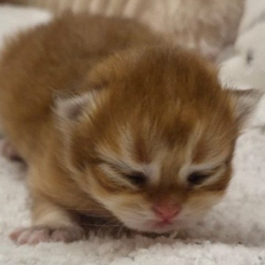 A Des Farfadets Ecossais Mâle British Shorthair