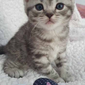 chaton Scottish Straight black silver mackerel tabby WALL-E Chatterie des Farfadets Ecossais chaton Scottish Straight black silver mackerel tabby WALL-E Chatterie des Farfadets Ecossais