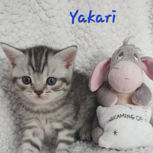 YAKARI Des Farfadets Ecossais Mâle Scottish Straight