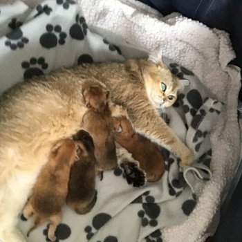 Portée Twilly ❤ Vahiné 2025